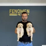 En Güzel Golden Retriever Yavrulari