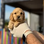 Maltipoo Yavrularımızı Canlı Görerek Alabilirsiniz