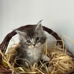 Safkan Full Şecereli Maine Coon Bebekler