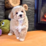 Teddy Surat Kore Kan Maltipoo Yavrularımız