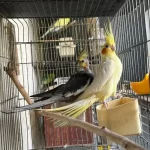 Grey Lutino Sultan Takım