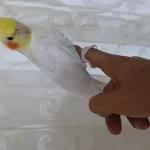Harika Lutino Sultan Papağanı