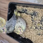Nutribird A21 İle Elle Beslenen Sağlıklı Sultan Yavrular