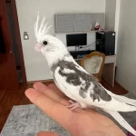 2 Aylık Fw Sultan Papağanı