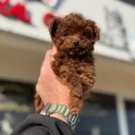 Petmode Köpek Çiftliğinden Tea Cup Poodle Yavrular