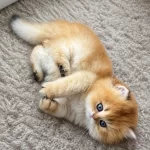 Zarafetin Adı Golden British Longhair
