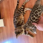 Sağlıklı Safkan Bengal