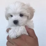 Kar Beyaz Maltese Terrier Yavrularımız Güncel