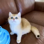 Safkan British Shorthair Golden Ny12 Erkek Yavru