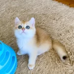 Safkan British Shorthair Golden Ny12 Erkek Yavru