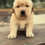 Golden Retriever Yavrulari