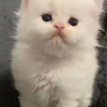 British Longhair 35 Günlük