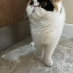 Exotic Shorthair 3 Yaşinda