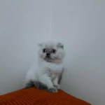Son Scottish Fold Yavrularımız Teslime Hazır