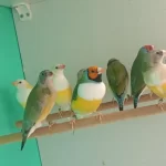 Sağlıklı Goldun Finch