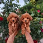 Toypoodle Yavrularımız