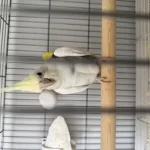 Hazır Evcil Konuşan Cf Erkek Sultan Papağanı