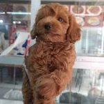İrk Ve Sağlik Garantili Maltipoo Yavrumuz