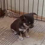 Sağlık Ve İrk Garantili Elma Kafa Chihuahua Yavrular