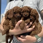 Redbrown Toy Poodle Yavrularımız Ziyarete Açık