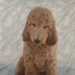 Dev Toy Poodle Yavrular İrk Sağlık Garantili