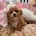Maltipoo Yavrularımız