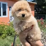 Sağlık Ve İrk Garantili Maltipoo Yavrumuz