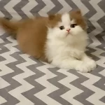 Cinnemon Bi Color British Longhair Yavrularımız