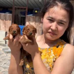 Toy Poodle Yavrularımız