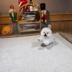 Orjinal Pomeranian Boo