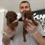 Maltipo Yavrular Toy Poodle Yavrular Ankara Mağazamizda
