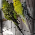 Şow Ve Jumbo Muhabbet Kuşları
