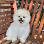 Sağlıklı Pomeranian Bella