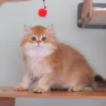 British Longhair Safkan Erkek