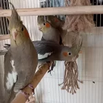 2 Aylık Erkek Yavru Yerli Üretim Sultan Papağanı
