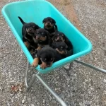 Dişi Erkek Rottweiler Kapıda Ödemeli Güvenli Sistem