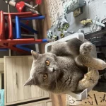 1.5 Yaşinda British Shorthair Duman Yavrumuz