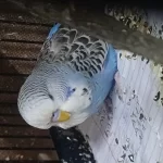 Damızlık Jumbo Erkek Ve Dişiler Show Jumbo Erkek Muhabbet