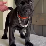 Dişi Erkek Cane Corso Kapıda Ödemeli Güvenli Sistem