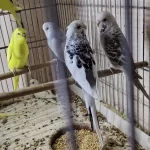 Yavru Damızlık Mevcut Muhabbet Kuşlar