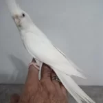 Evcil Dişi Bilezikli Sultan Papağanı