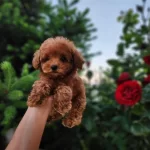 Toypoodle Yavrularımız