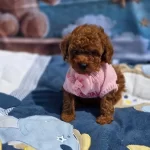 Toypoodle Yavrularımız