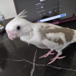 Sultan Papağanı 34 Günlük