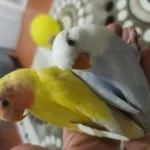 Uygun Sevda Papağanı Bulunur