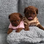 Toy Poodle Yavrularımız