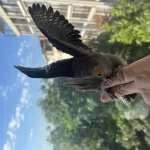 Yavru Evcil Sultan Papağanı