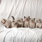 British Shorthair Yavruları