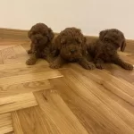 Ziyarete Açik Erkek Dişi Poodle Bebekler