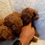 Safkan Aşılı Pasaportlu Toy Poodle Yavrularımız